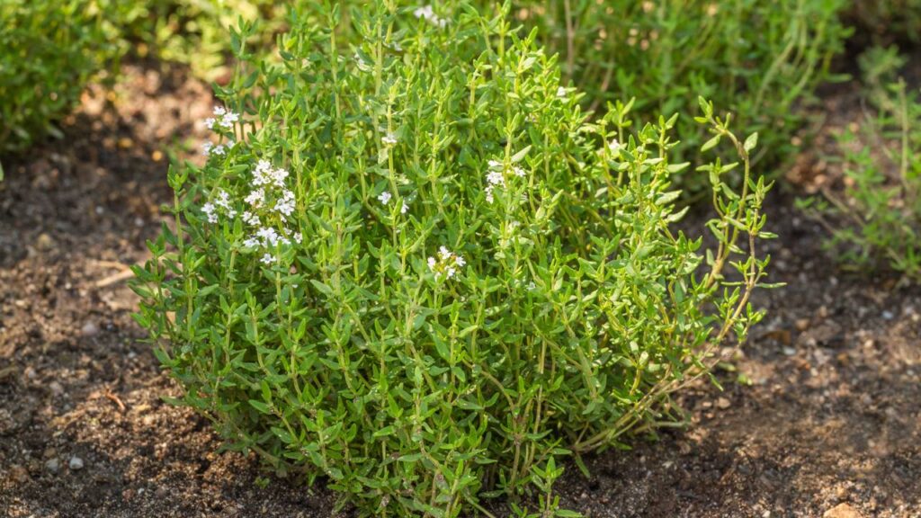 Tomilho plantado no solo