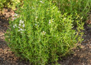 Tomilho plantado no solo