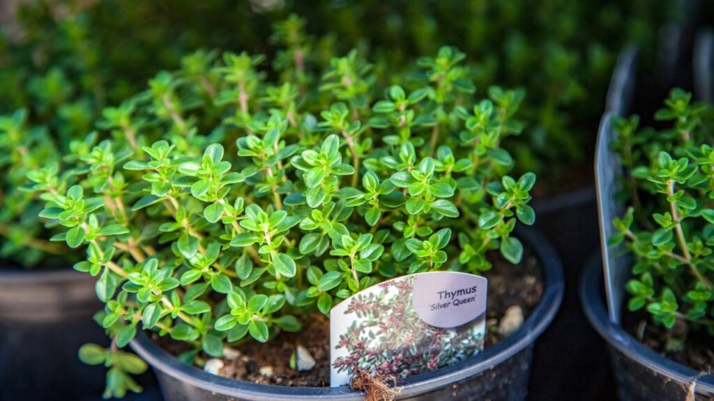 Plantio de tomilho no vaso