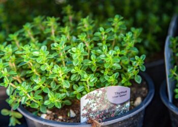 Plantio de tomilho no vaso