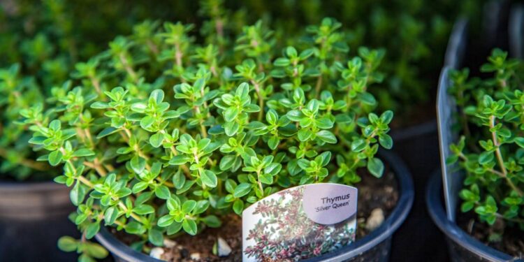 Plantio de tomilho no vaso