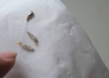 As plantas e aromas que afastam traça do guarda-roupa naturalmente