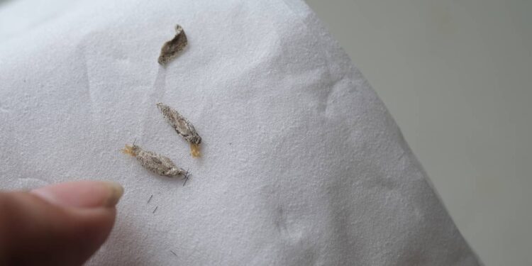 As plantas e aromas que afastam traça do guarda-roupa naturalmente