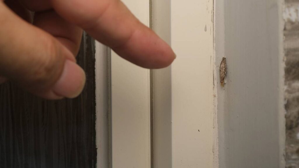 As plantas e aromas que afastam traça do guarda-roupa naturalmente