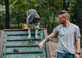 O passo que muitos tutores ignoram e que facilita o treino do cachorro