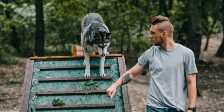 O passo que muitos tutores ignoram e que facilita o treino do cachorro