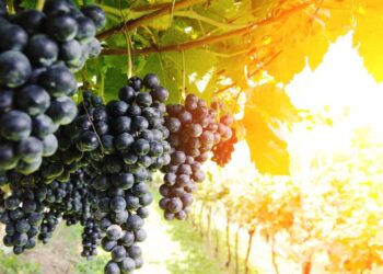 Veja os cuidados para o sucesso do plantio de uva, que evitam erros e aceleram a formação