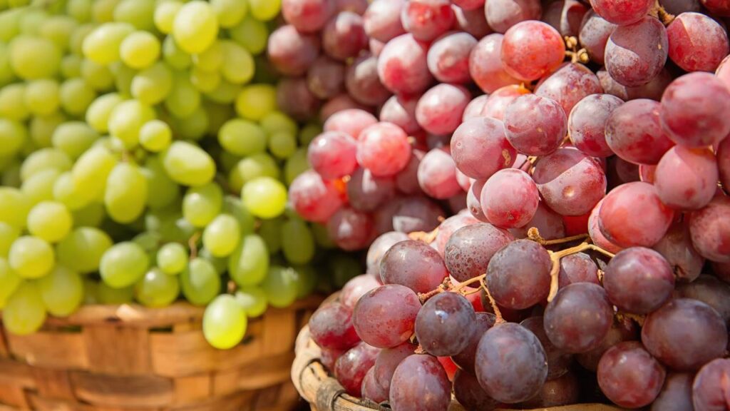 Veja os cuidados para o sucesso do plantio de uva, que evitam erros e aceleram a formação