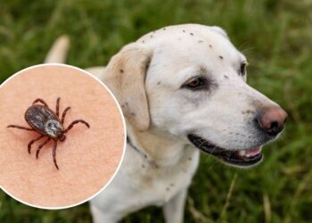 2 plantas poderosas para manter pulgas e carrapatos longe da sua casa