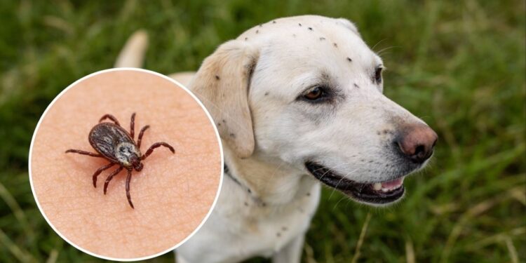 2 plantas poderosas para manter pulgas e carrapatos longe da sua casa