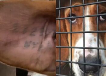 Ex-cão de laboratório resgatado encontra adaptação e liberdade após a adoção