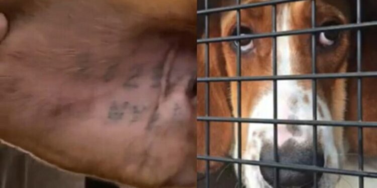 Ex-cão de laboratório resgatado encontra adaptação e liberdade após a adoção