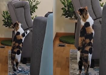 Gata em luto passa a esperar tutora falecida na poltrona, revelando como a perda altera comportamento