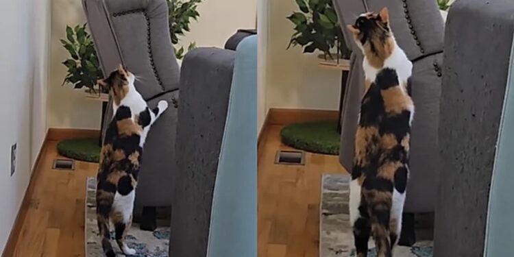 Gata em luto passa a esperar tutora falecida na poltrona, revelando como a perda altera comportamento