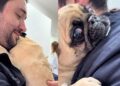 Caso da pug Juju mostra como a parada cardíaca em cães pode exigir reabilitação prolongada, com acompanhamento veterinário e adaptação da rotina