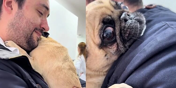 Caso da pug Juju mostra como a parada cardíaca em cães pode exigir reabilitação prolongada, com acompanhamento veterinário e adaptação da rotina