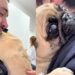 Caso da pug Juju mostra como a parada cardíaca em cães pode exigir reabilitação prolongada, com acompanhamento veterinário e adaptação da rotina