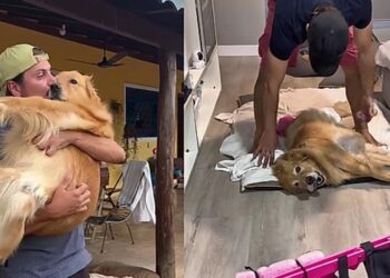 Depois de dias sem andar, Golden se emociona ao ver a cadeira de rodas e reação encanta