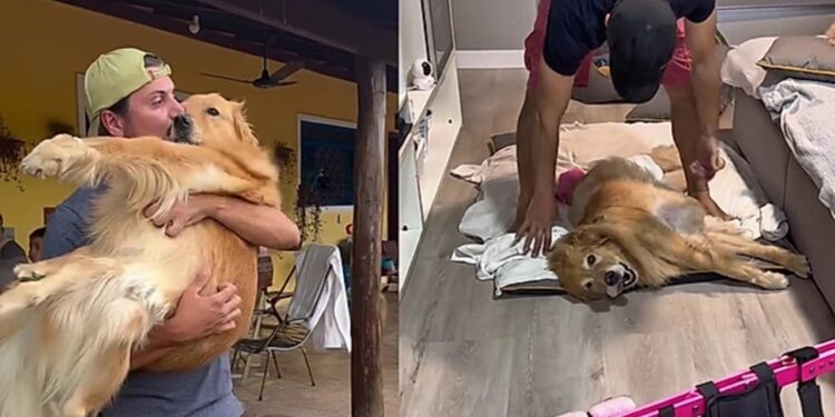 Depois de dias sem andar, Golden se emociona ao ver a cadeira de rodas e reação encanta