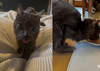 Blu, gatinha resgatada que anda como um canguru e conquista milhões de corações