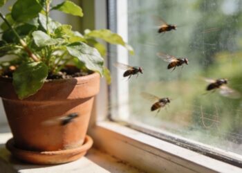 A planta que as moscas odeiam e você pode ter na janela da casa
