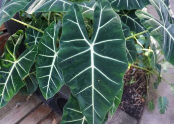 Como cuidar da alocasia e ter folhas grandes e saudáveis em casa