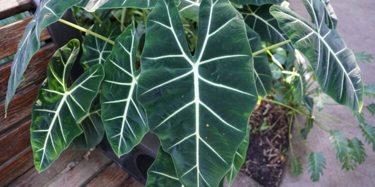 Como cuidar da alocasia e ter folhas grandes e saudáveis em casa