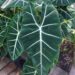 Como cuidar da alocasia e ter folhas grandes e saudáveis em casa