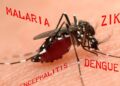 aedes aegypti