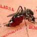 aedes aegypti