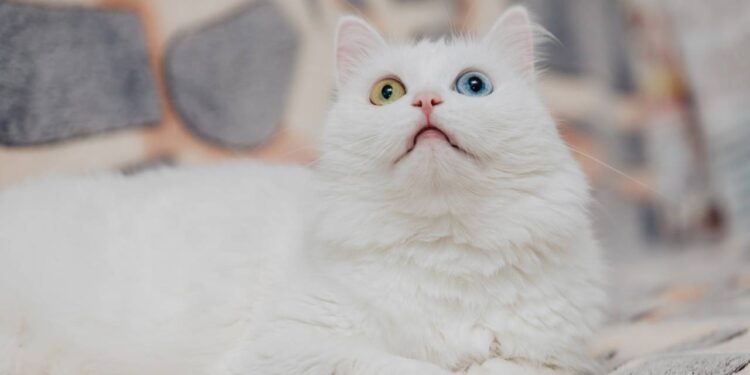 As raças de gatos com os olhos mais bonitos e marcantes do mundo felino