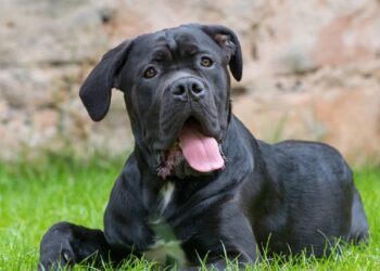 cane corso
