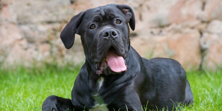 cane corso