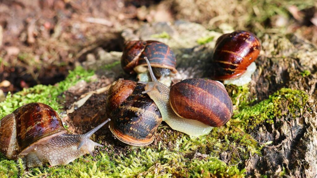 pragas após períodos