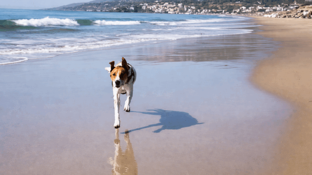 Ex-cão de laboratório resgatado encontra adaptação e liberdade após a adoção