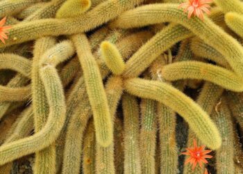 cacto rabo de macaco