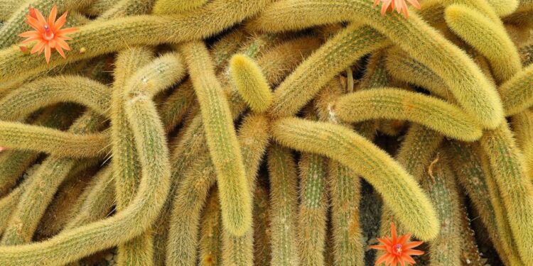 cacto rabo de macaco