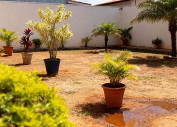 Como manter o quintal livre de mosquitos e larvas durante o verão chuvoso