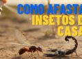 Os insetos estão infestando a sua casa no verão? Saiba como afastá-los com truques eficazes que manterão sua casa limpa e segura