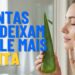 Plantas que melhoram a saúde da pele e aumentam o viço natural, deixando a aparência mais bonita sem agredir a barreira cutânea