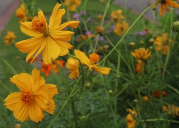 cosmo laranja em campo aberto
