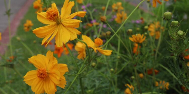 cosmo laranja em campo aberto