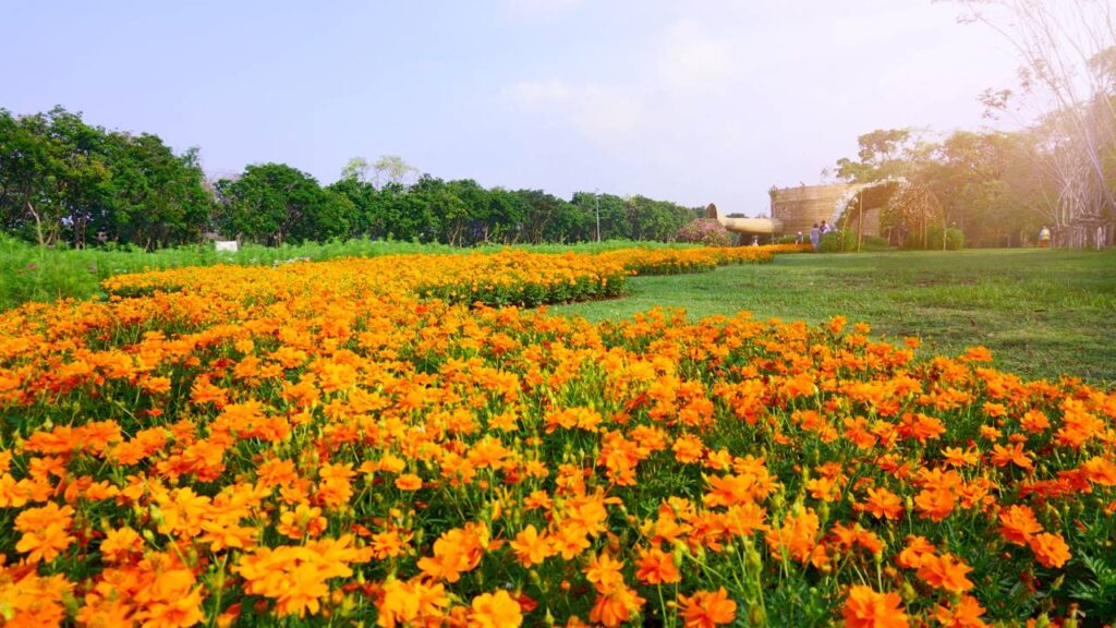 cosmo laranja em campo aberto