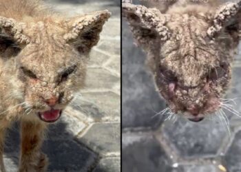 Psicóloga resgata gato em estado crítico e mostra que solidariedade transforma vidas felinas