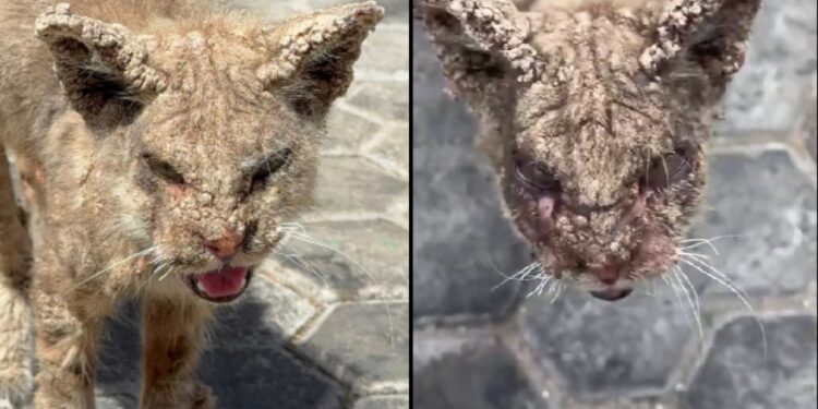 Psicóloga resgata gato em estado crítico e mostra que solidariedade transforma vidas felinas