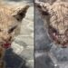 Psicóloga resgata gato em estado crítico e mostra que solidariedade transforma vidas felinas