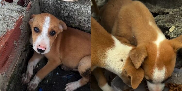 Homem aluga casa para descansar e no primeiro dia encontra dois irmãos pedindo socorro