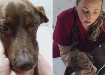 Chamaram-na de brava, mas Cacau revelou seu lado mais doce e amoroso