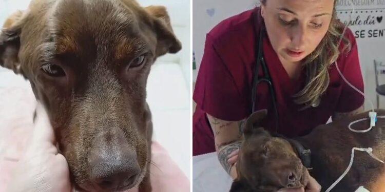 Chamaram-na de brava, mas Cacau revelou seu lado mais doce e amoroso