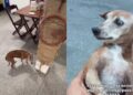 Cachorro cachaceiro é encontrado no bar e bronca hilária explode nas redes